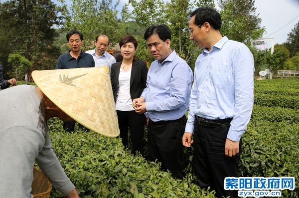 4月17日，陪同民盟中央副主席张道宏在向阳茶山调研.jpg