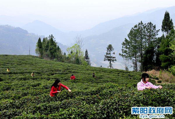 向阳茶山.jpg