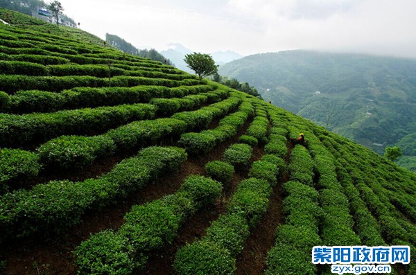 向阳丰产密植茶园0.jpg