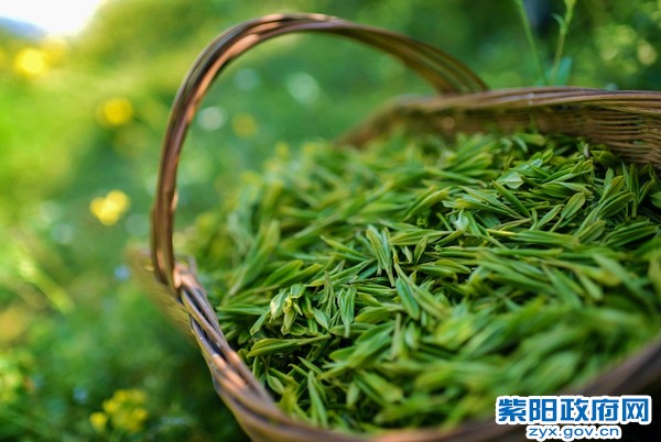 14、紫阳茶---刘耿.JPG