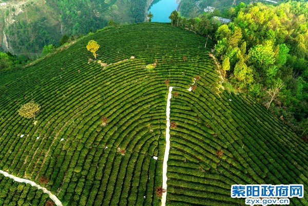 1、大地绿衣——紫阳茶园　张　庆　摄.JPG
