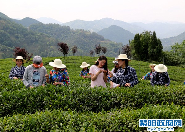 五一茶山.jpg