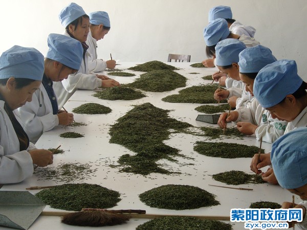 精选茶叶【陈刚 摄】.jpg