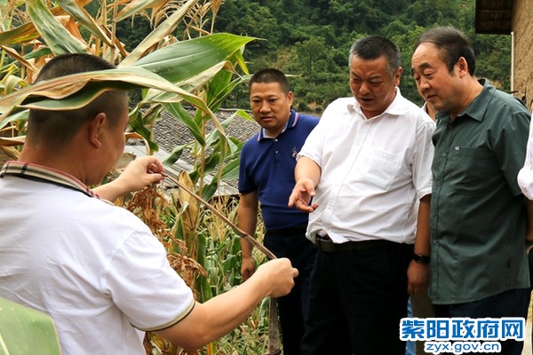 金竹村魔芋种植基地_副本.jpg