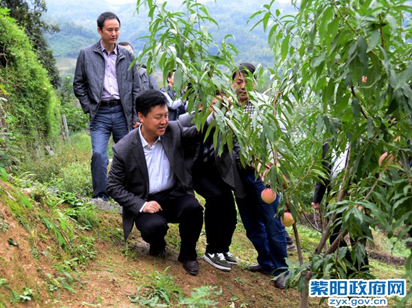 10月11日，在洄水镇冬桃产业园调研.jpg