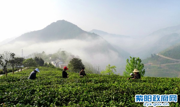 生态茶园.JPG