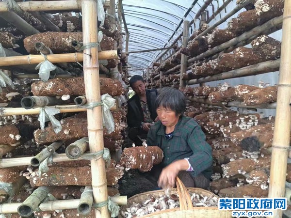 蒿坪镇双胜村党员指导贫困户发展食用菌产业.jpg