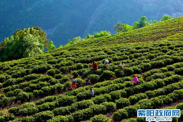 三月三上茶山 陈梅摄.jpg