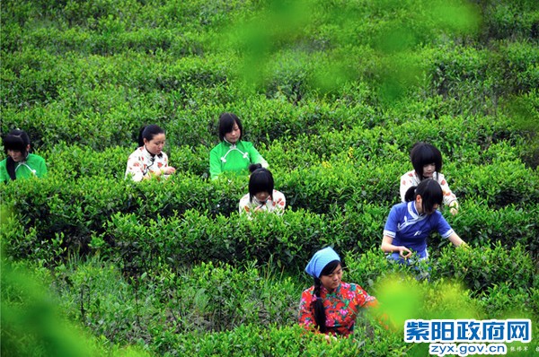采茶东山下  张修军  摄.jpg