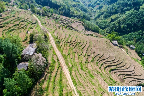香椿育苗基地_副本.jpg