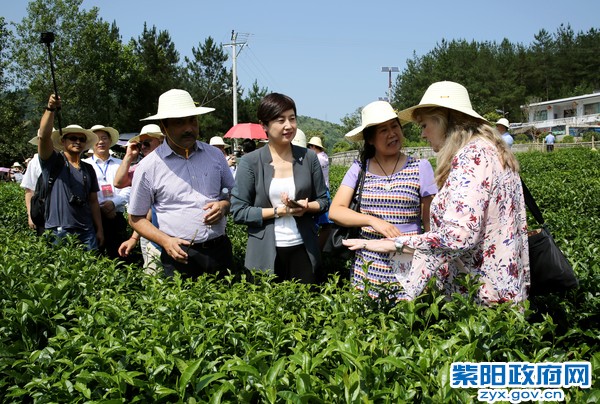 7月10日，“一带一路”国际茶叶专家盛赞紫阳富硒茶0.jpg