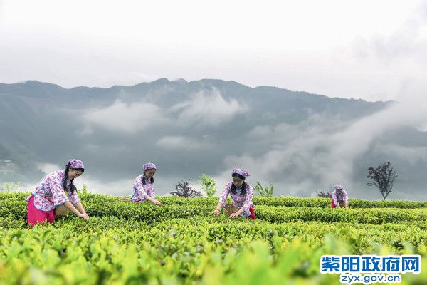 采忙忙，忙忙采。 刘友平  摄(1).jpg