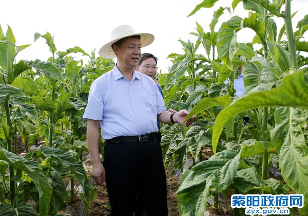 8月14日，在瓦庙镇新华村烤烟基地调研.jpg