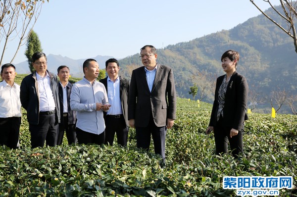 10月29日，陪同省委常委、秘书长卢建军在半亩茶园调研.jpg