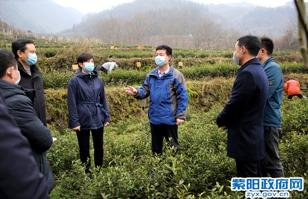 2月14日，在洄水镇科宏现代农业园区黄金芽基地调研.jpg