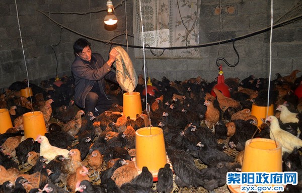 邓山甫在鸡舍里添加00饲料1.jpg
