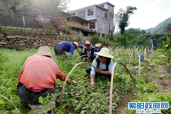 贫困户在科宏茶叶苗圃基地锄草.JPG