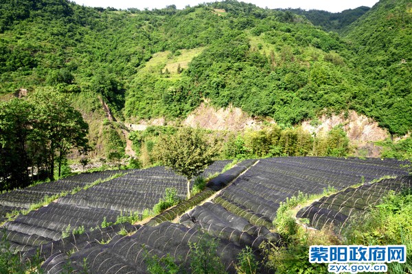 科宏茶叶苗圃基地.JPG