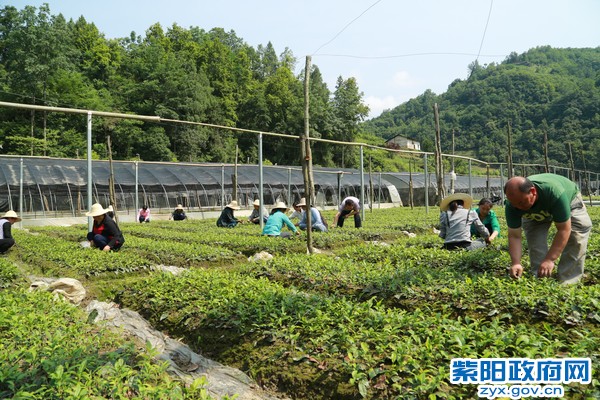 茶园.JPG