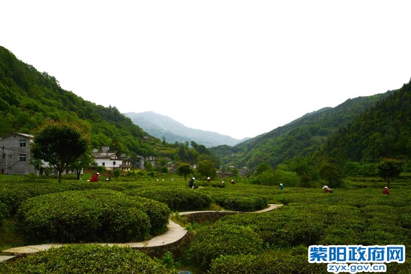 四坪茶园.jpg