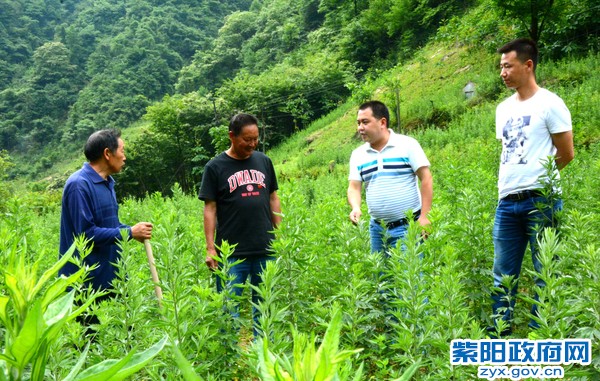 张达瑞（左三）在药材种植基地了解生长情况.jpg