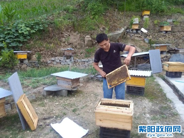养蜂合作社负责人陈谭坤.jpg