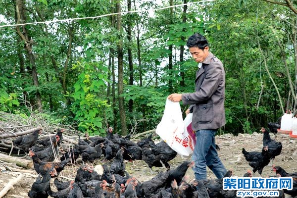 青中村参加养鸡合作社的村民陈良华。_副本.jpg
