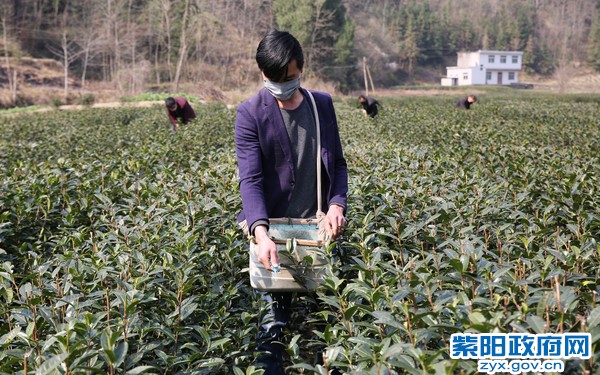 春季茶园管护忙——陈刚  摄 (2).jpg