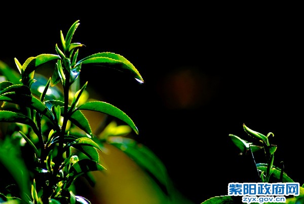 茶芽 孙 军.jpg