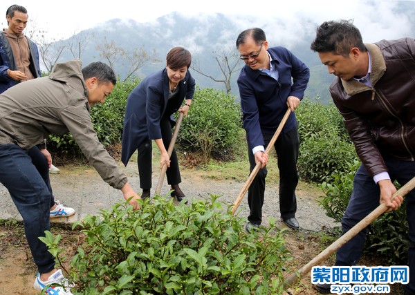 10月11日，与中国建设银行行长刘桂平在向阳茶山种下一棵茶树1.jpg