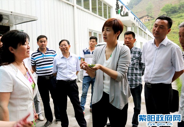 看茶叶一修改.jpg