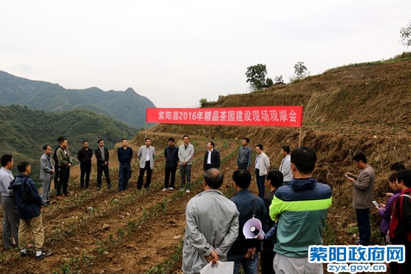 精品茶园建设现场会.jpg