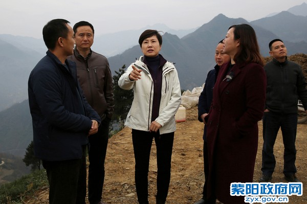 11月28日，县长陈莲在秦巴紫硒调研000.jpg