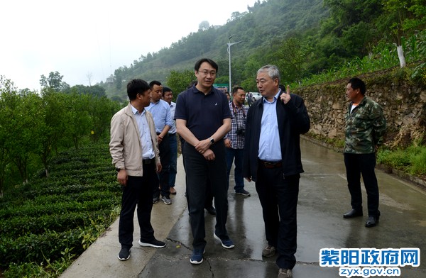 5月5日，在紫阳县城关镇双坪村调研茶橘套种模式.jpg