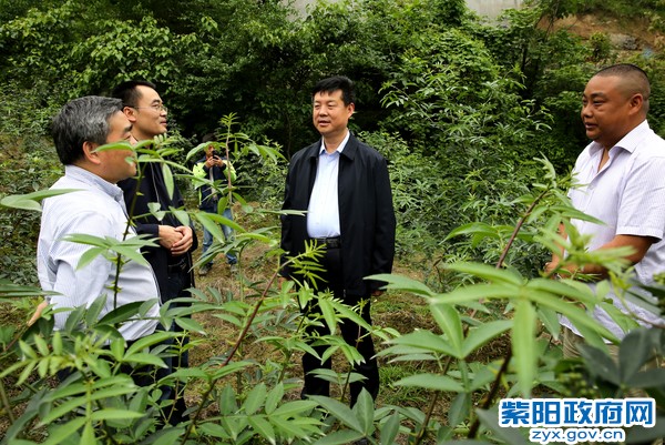 5月30日，在向阳镇营梁村花椒园调研2222.jpg