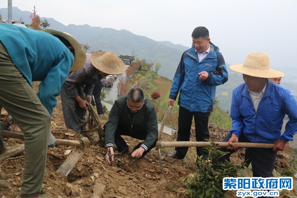 2019年4月2日，常州新北区援建紫阳县无花果种植项目第一批种苗栽植下地，县委常委、副县长出席现场会并手植无花果。.JPG