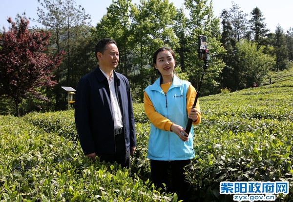 4月26日，田鑫副县长为紫阳富硒茶代言.jpg