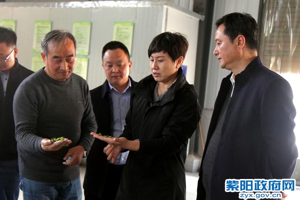 3月31日，在双桥镇康硒天茗公司调研.jpg