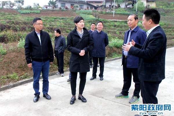 3月31日，在高桥镇权河村山野菜种植基地调研.jpg