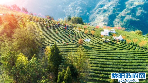 0茶山大景.jpg