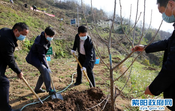 3月12日，赵书记陈县长参加全民义务植树活动.jpg