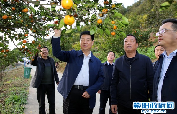 11月13日，在城关镇双坪村调研金钱橘产业发展情况.jpg