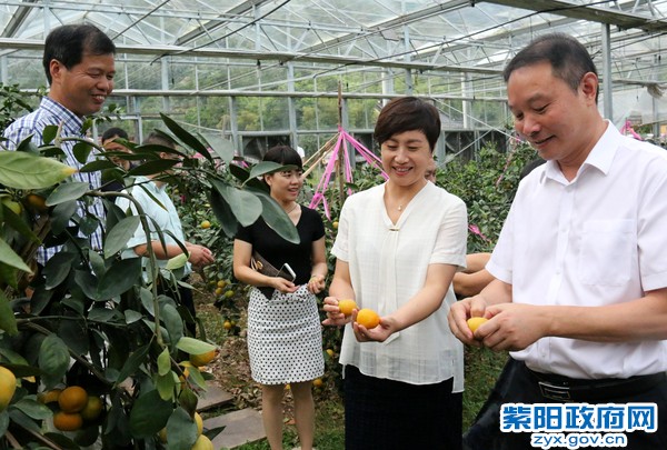 陈县长考察忘不了柑橘专业合作社.jpg