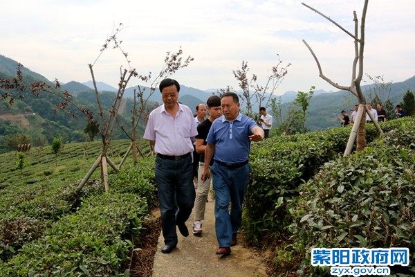 李林到紫阳调研美丽乡村建设.jpg