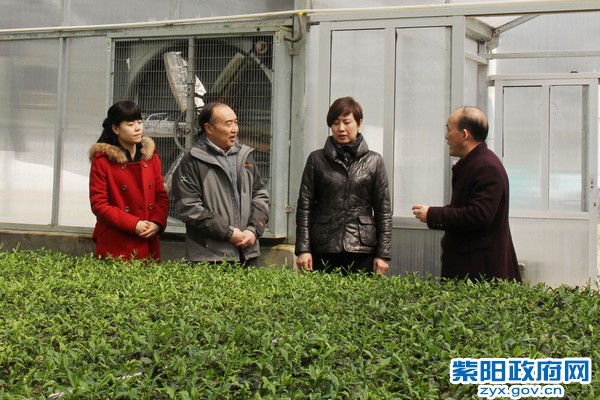 陈县长盘龙茶厂.jpg