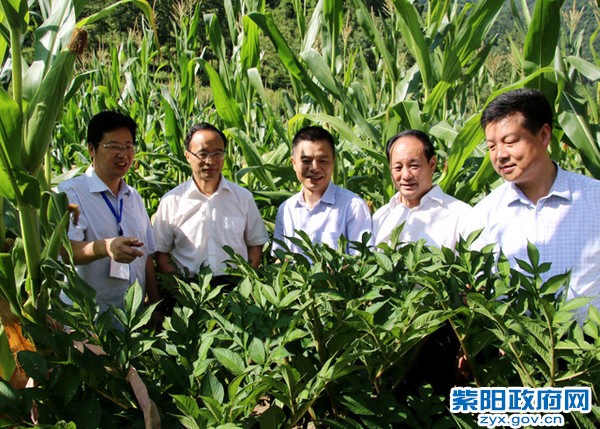 在蒿坪镇金竹村魔芋基地参观.jpg