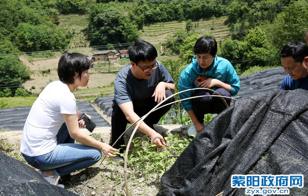 6月4日，陪同市委常委、统战部部长雷西明在东木镇麦坪村检查调研产业扶贫工作.jpg